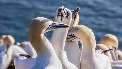 九游娱乐app下载-C罗在训练中完成倒钩技惊四座，c罗倒钩什么水平